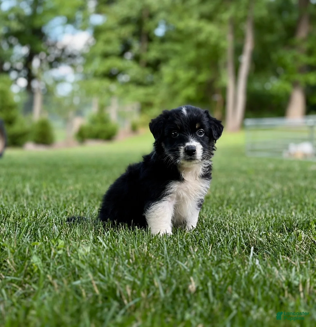 Australian Shepherd dogs for sale: Marley - Ad 2