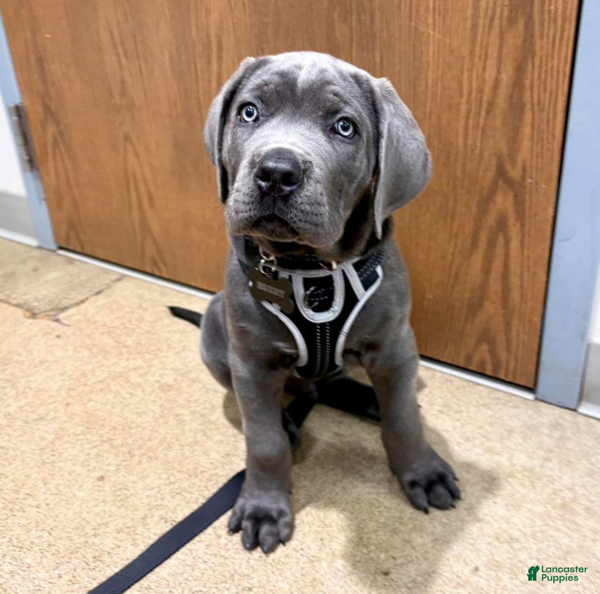 Cane Corso dogs Christ - Ad 2