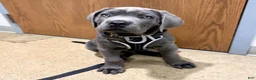 Cane Corso dogs for sale: Christ - Ad 2