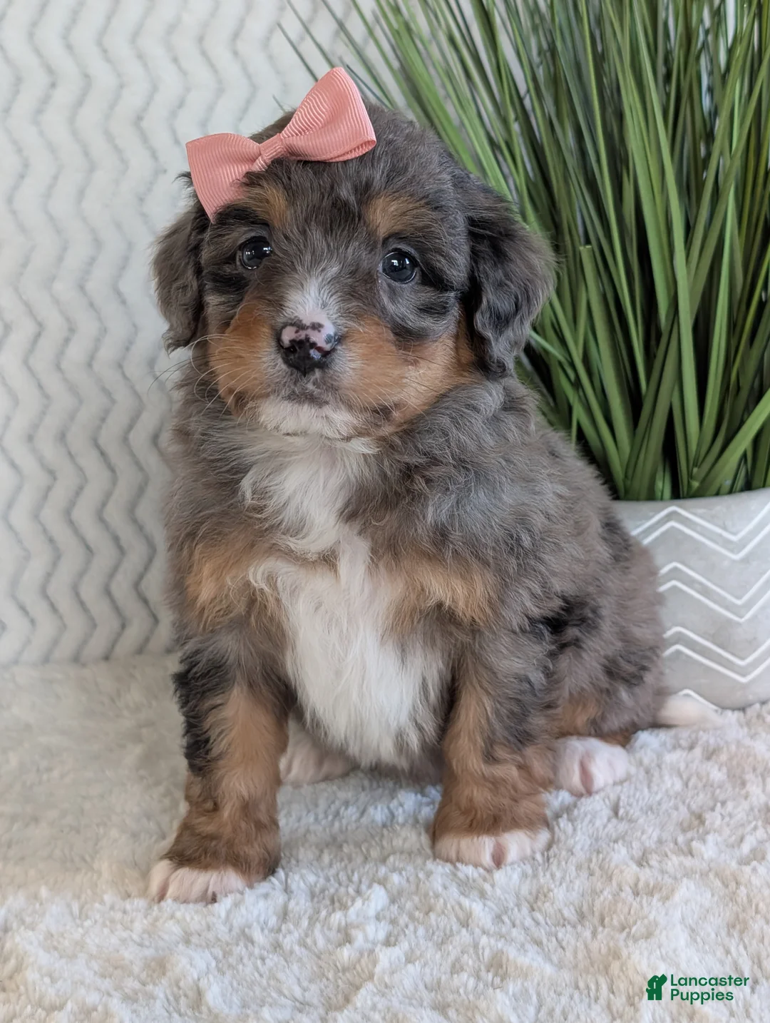 Mini Bernedoodle dogs for sale: Mini Skye  - Ad 11