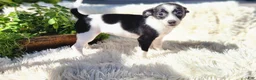 Chihuahua dogs for sale: Carmen - Ad 1