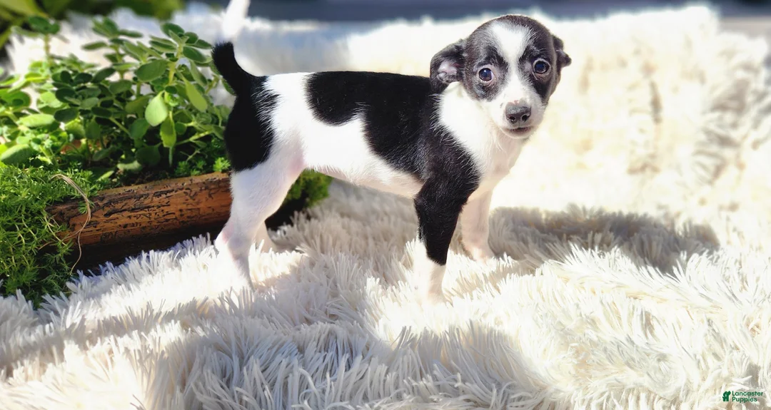 Chihuahua dogs for sale: Carmen - Ad 1