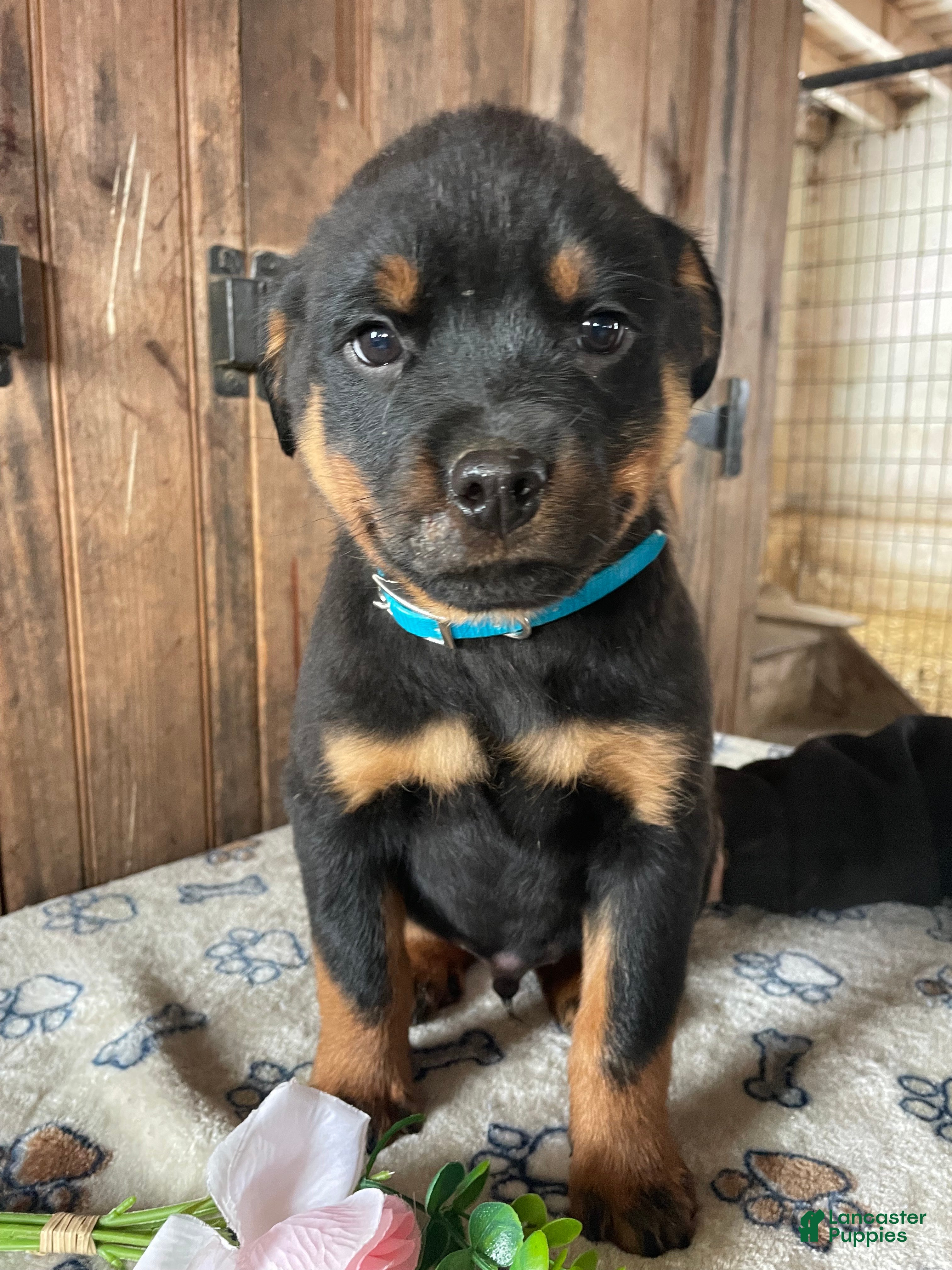 Rottweiler dogs Fritz - Ad 34