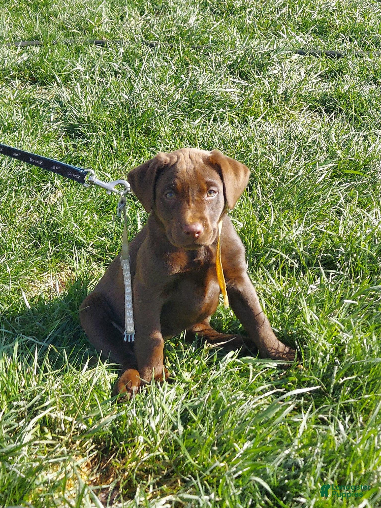 Labrador Retriever dogs Galaxy - Ad 1