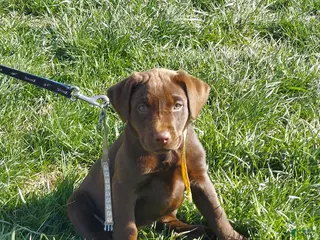 Labrador Retriever dogs for sale: Galaxy - Ad 1