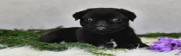 Pug dogs for sale: Jodi - Ad 4