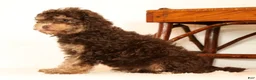 Havapoo dogs for sale: Daisy - Ad 5