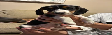 Millie