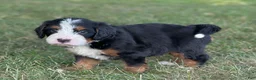 Mini Bernedoodle dogs for sale: Brady - Ad 3
