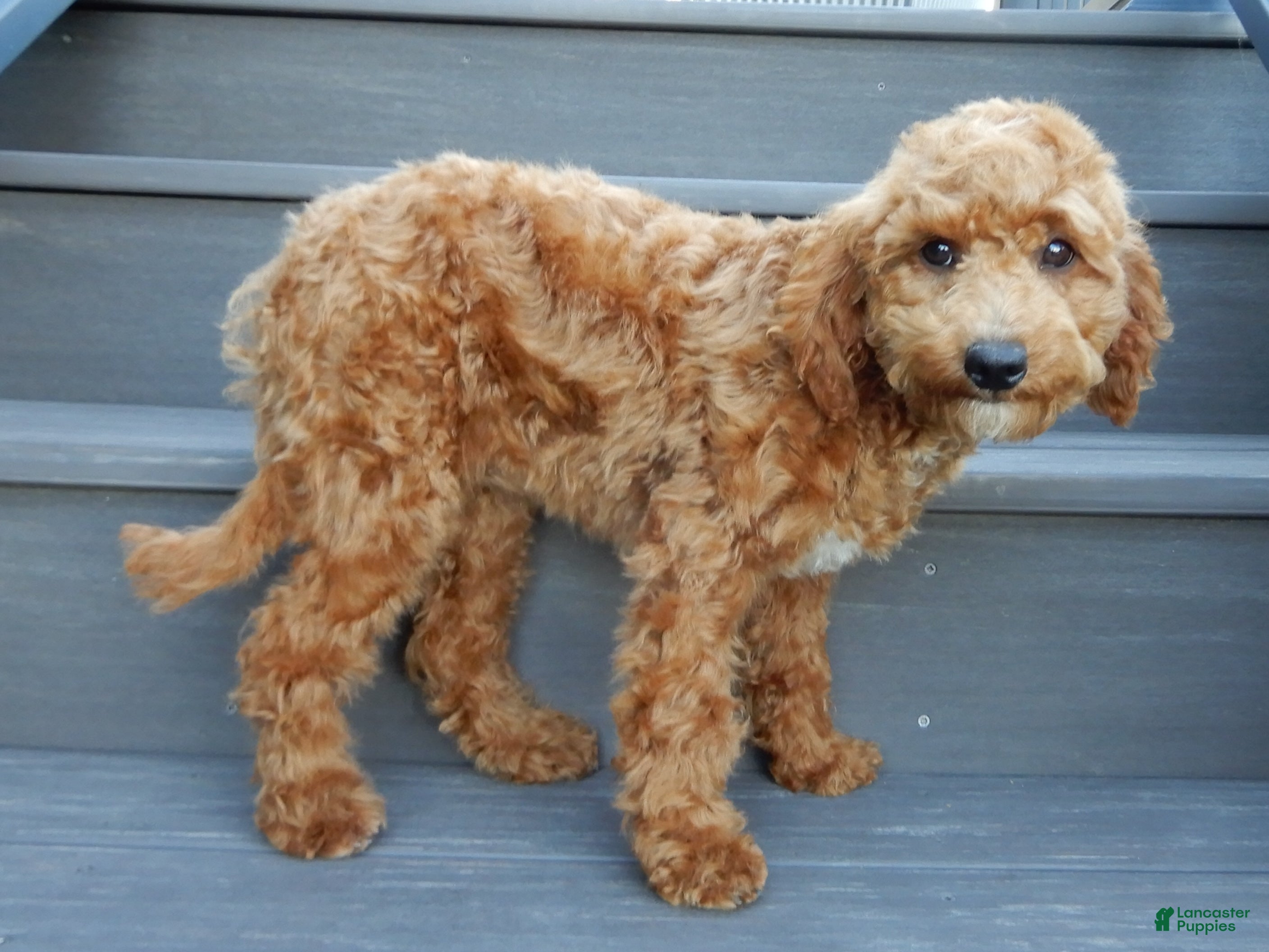 Cavapoo dogs Penny - Ad 2