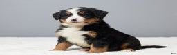 Bernese Mountain Dog dogs for sale: Frost - Ad 1
