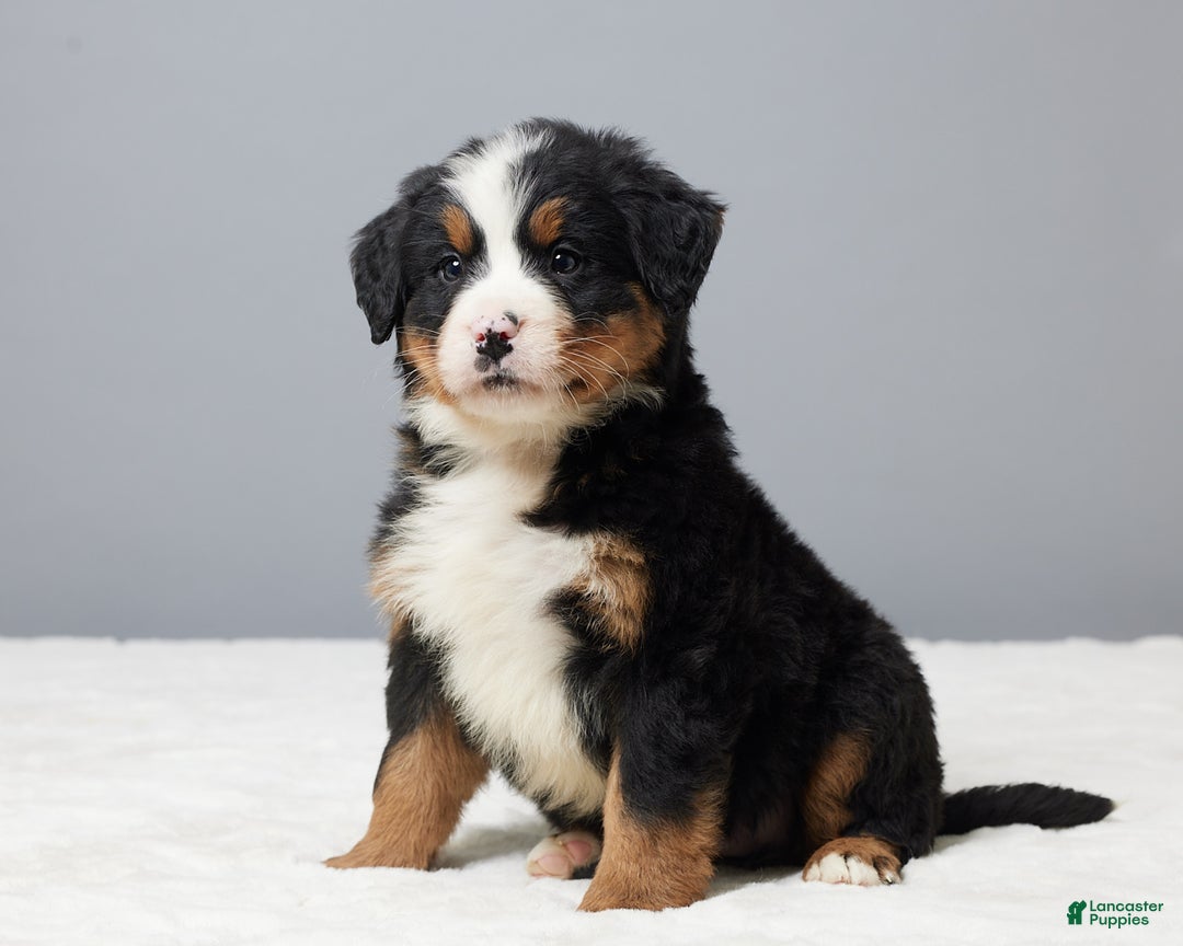 Bernese Mountain Dog dogs for sale: Frost - Ad 1