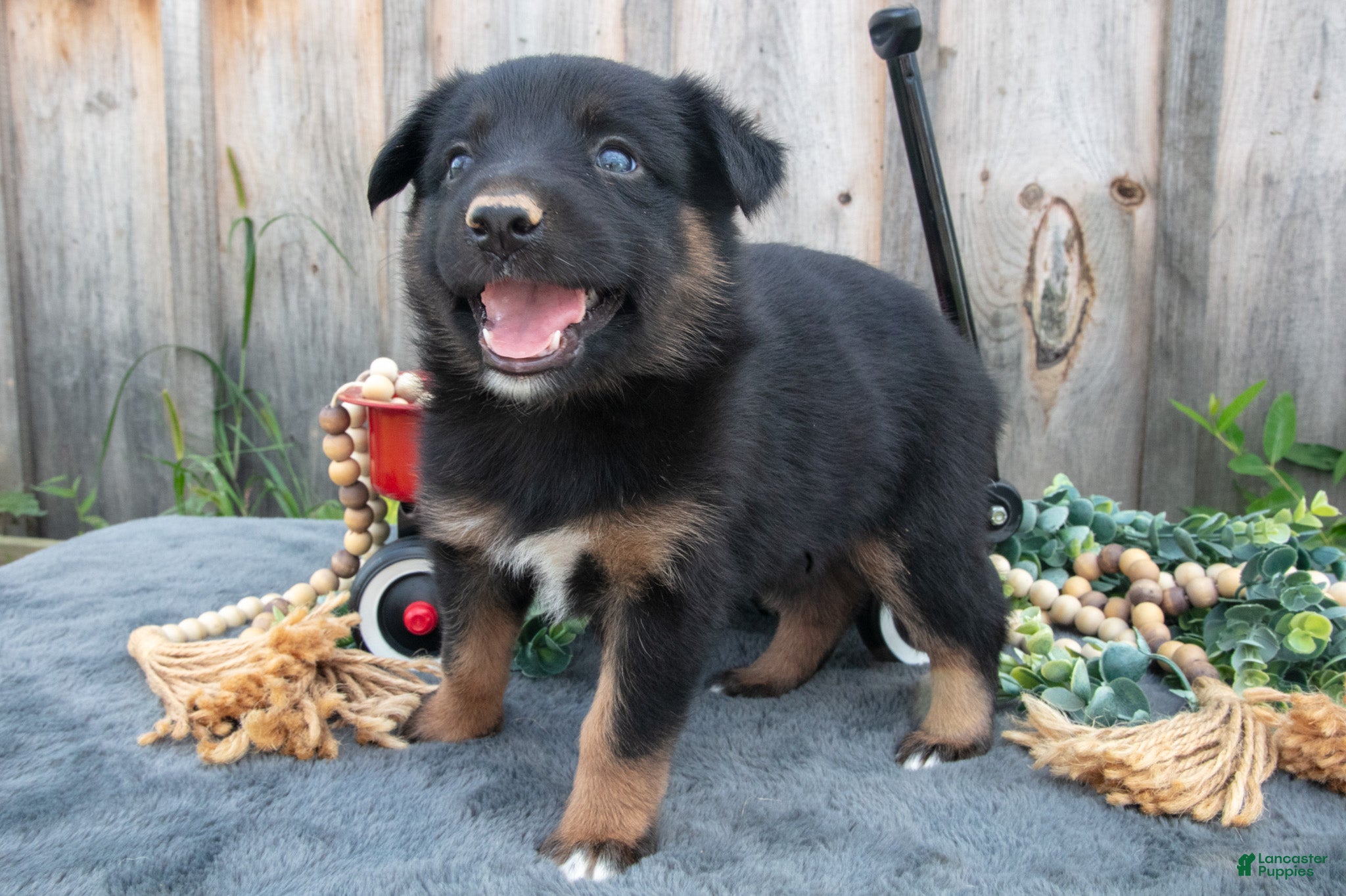 Mixed Breed dogs Gianna - Ad 1