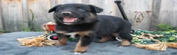 Mixed Breed dogs for sale: Gianna - Ad 1