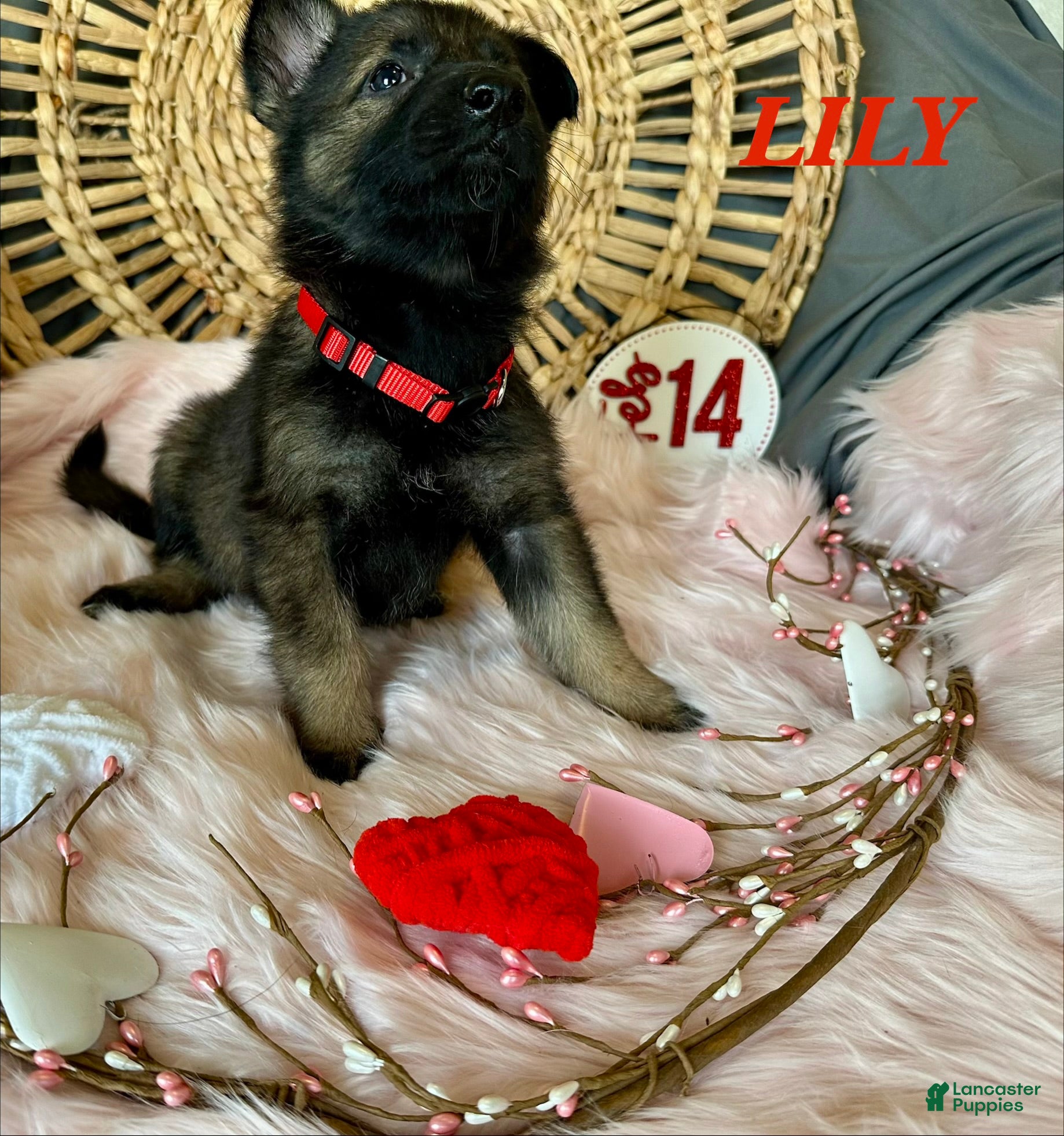 German Shepherd dogs Lily - Ad 2