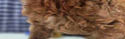 Cockapoo dogs for sale: Milan - Ad 29