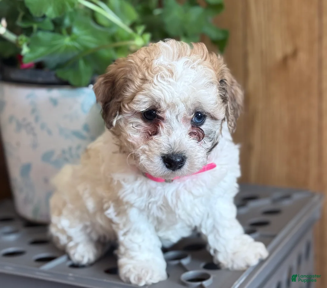 Bichpoo dogs for sale: Misty - Ad 4