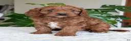 Cavapoo dogs for sale: Jake - Ad 30
