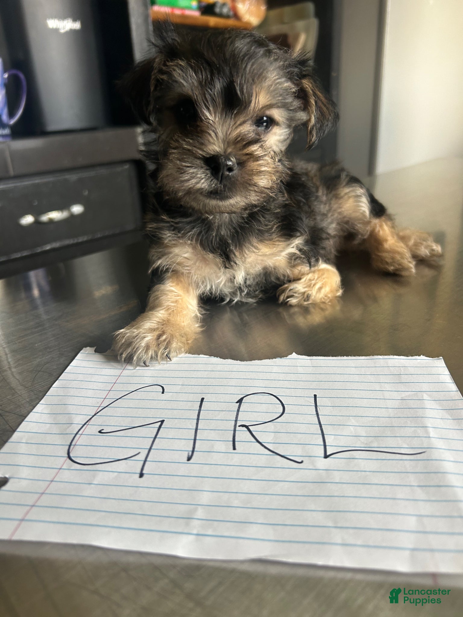 Mixed Breed dogs Mixed Breed Puppy 5 - Ad 22