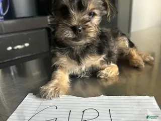 Mixed Breed dogs Mixed Breed Puppy 5 - Ad 18