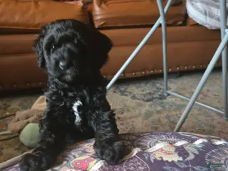 Miniature Poodle dogs for sale: Iris - Ad 3