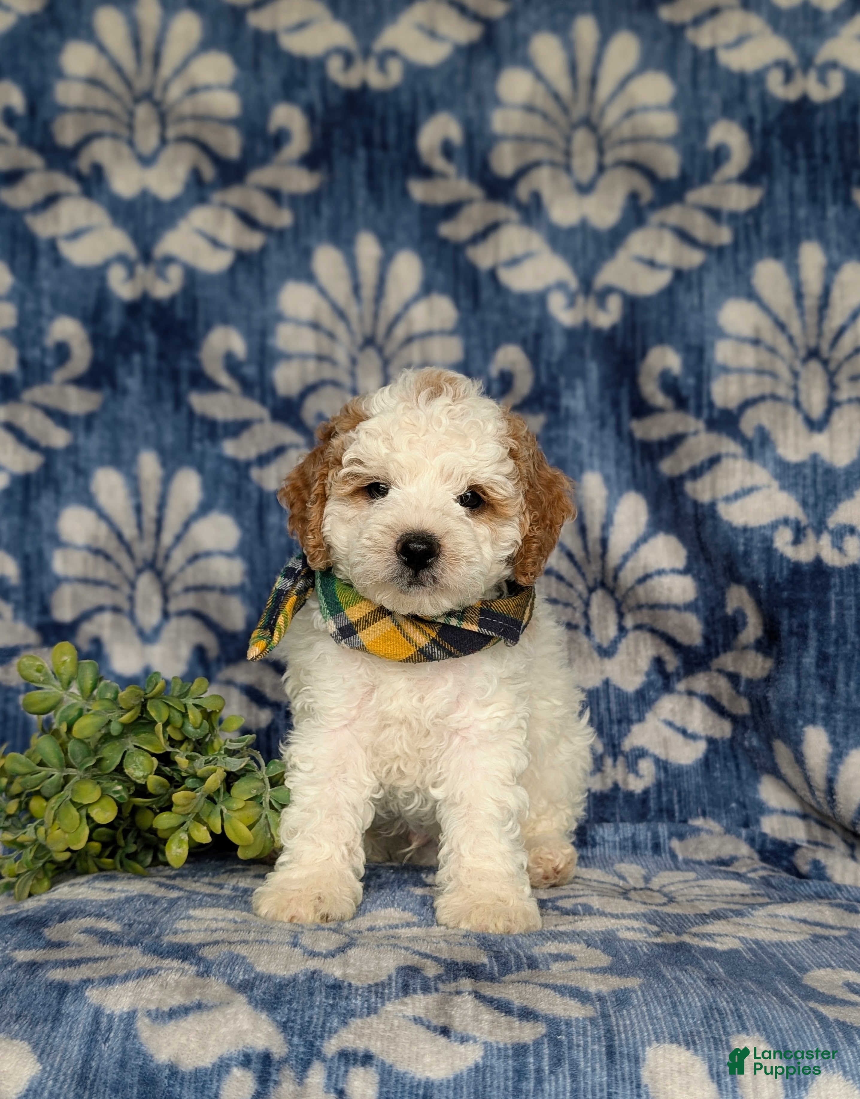Miniature Poodle dogs Oakley - Ad 2