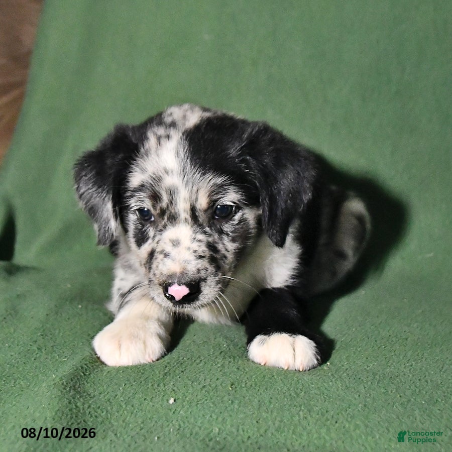 Mixed Breed dogs Benny - Ad 2