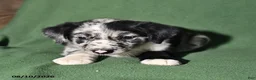 Mixed Breed dogs for sale: Benny - Ad 2