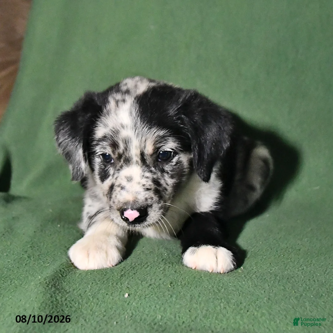 Mixed Breed dogs for sale: Benny - Ad 2