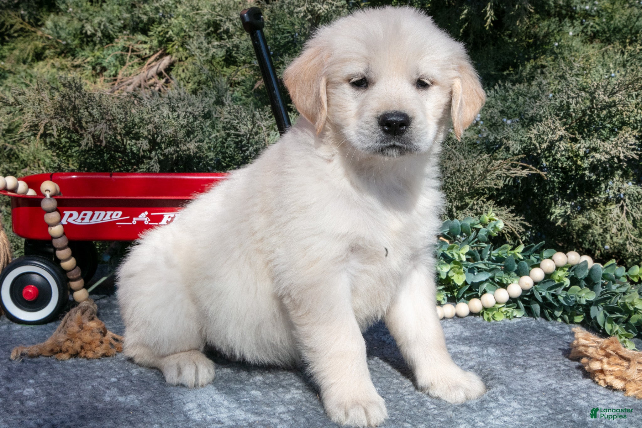 Golden Retriever dogs Maverick - Ad 1