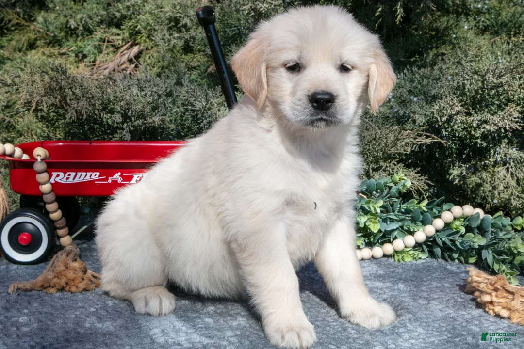 Golden Retriever dogs for sale: Maverick - Ad 1