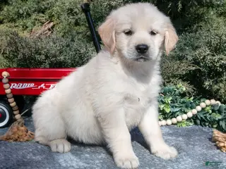 Golden Retriever dogs for sale: Maverick - Ad 4
