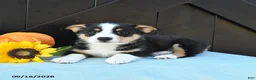 Welsh Corgi Pembroke dogs for sale: Molly - Ad 2
