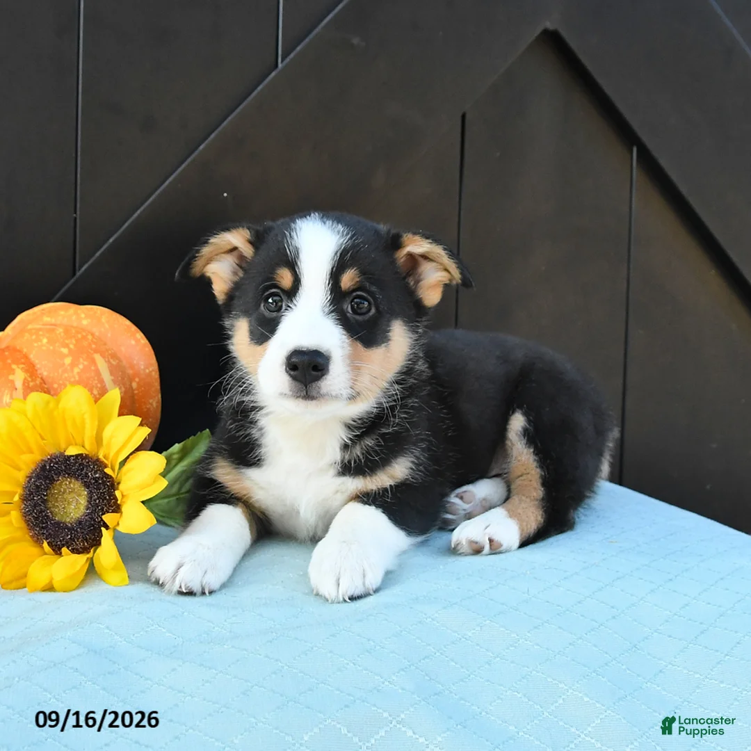 Welsh Corgi Pembroke dogs for sale: Molly - Ad 2