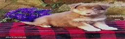 Australian Shepherd dogs for sale: Rusty - Ad 2