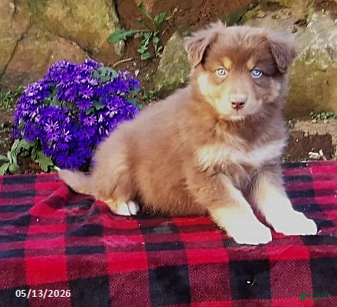 Australian Shepherd dogs for sale: Rusty - Ad 2