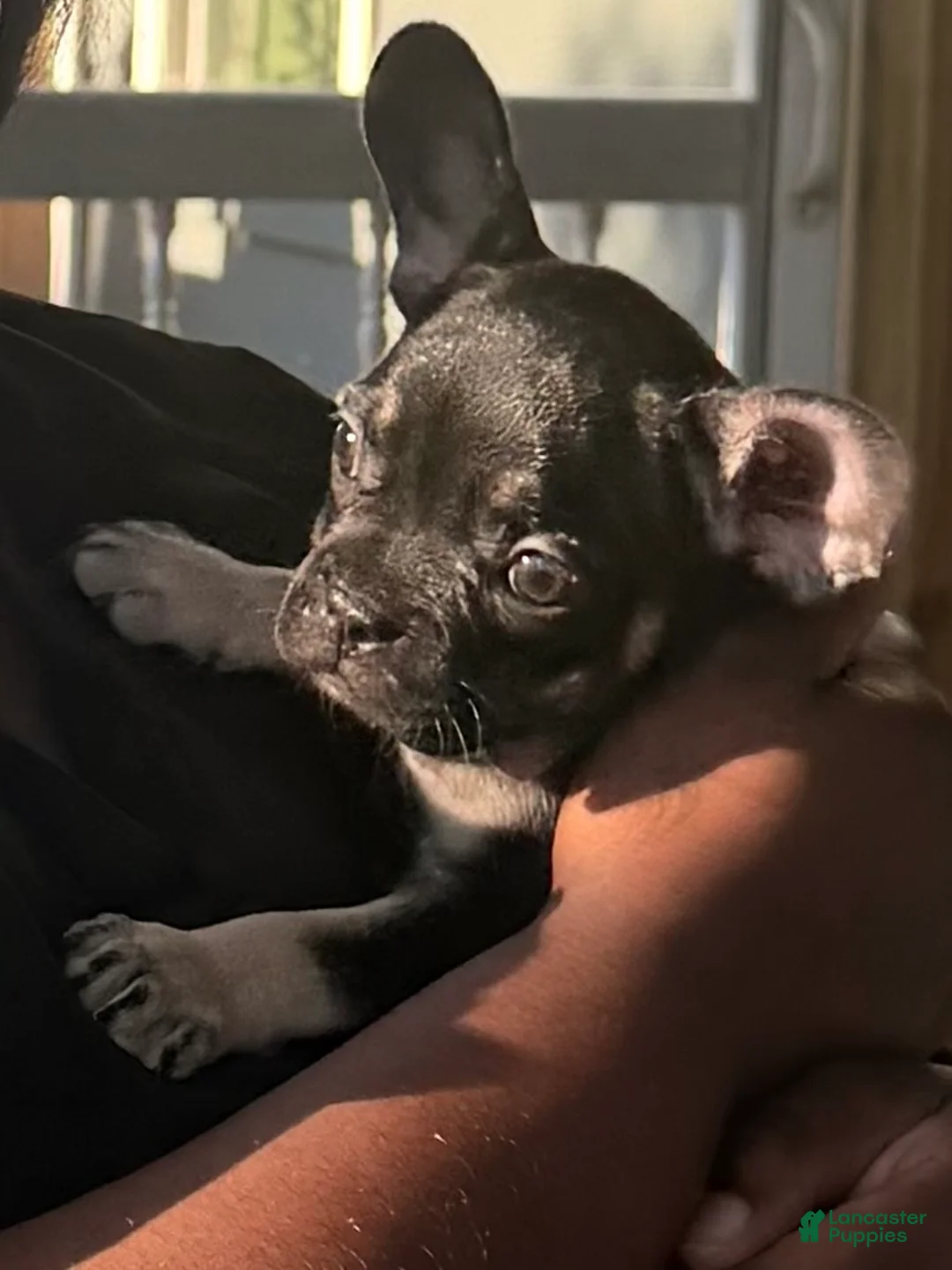 French Bulldog dogs for sale: French Bulldog 3 - Ad 1