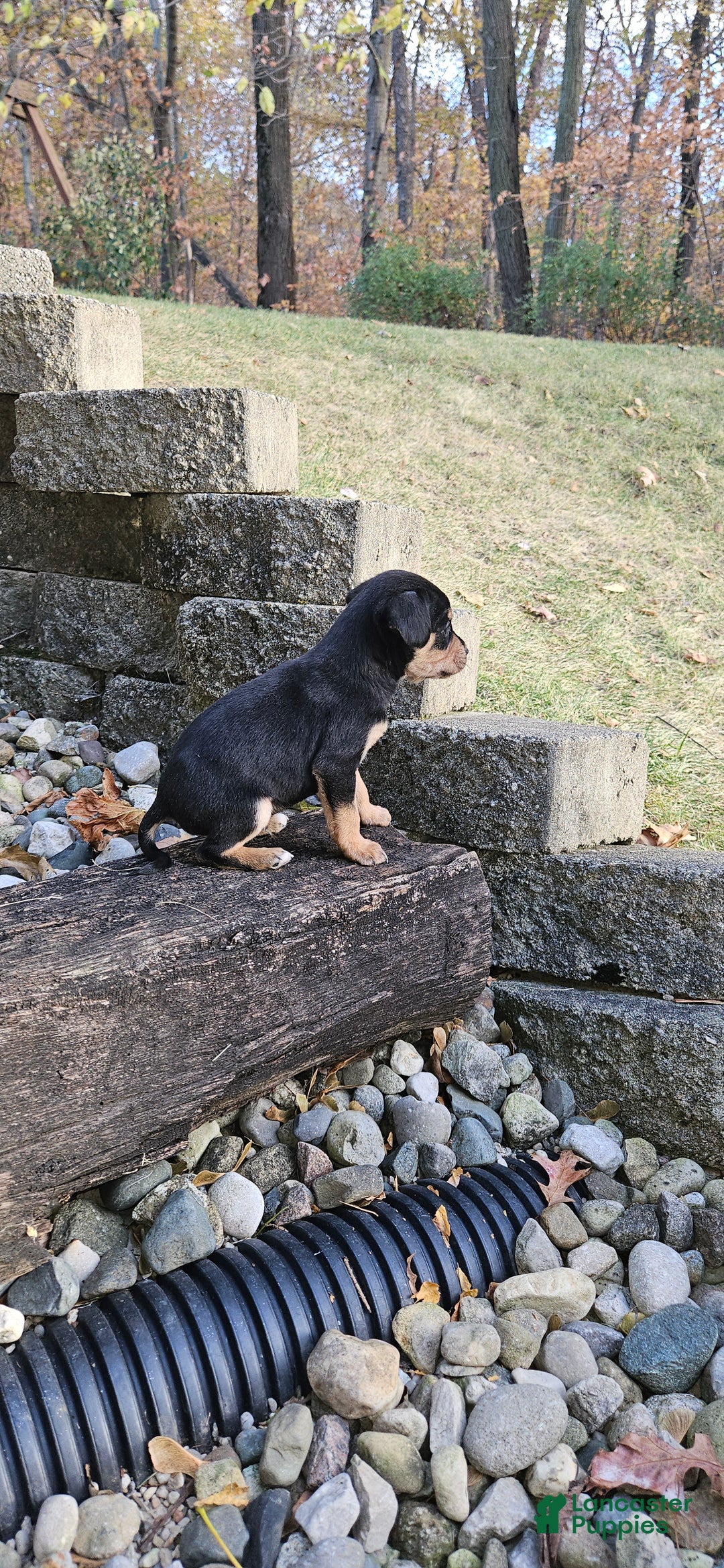 Mixed Breed dogs for sale: Hondo - Ad 3