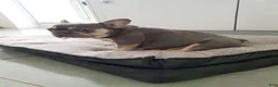 French Bulldog dogs for sale: Shelby Lilac Tan Frenchie Pup - Ad 3