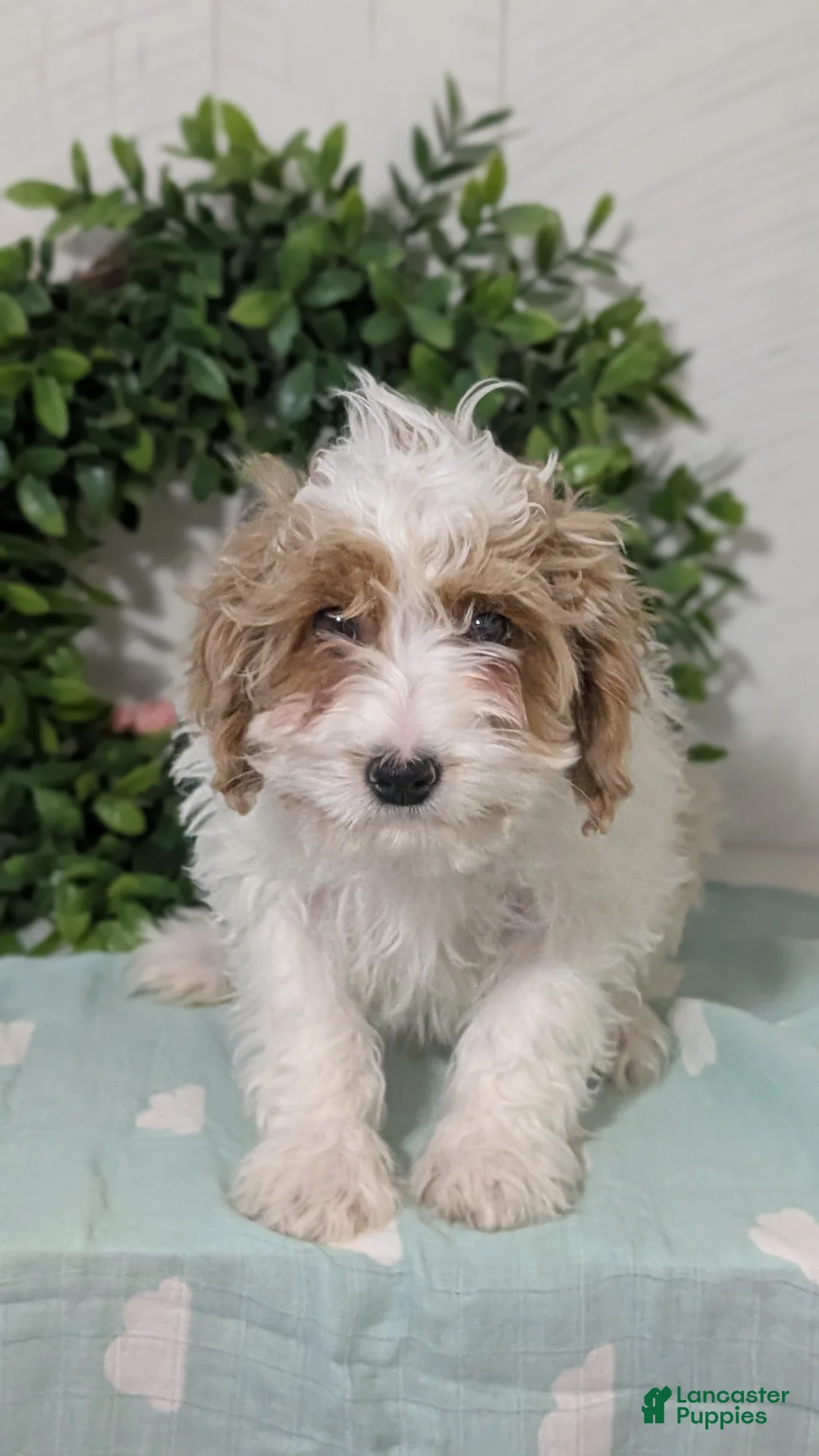 Cavapoo dogs for sale: Duke - Ad 8