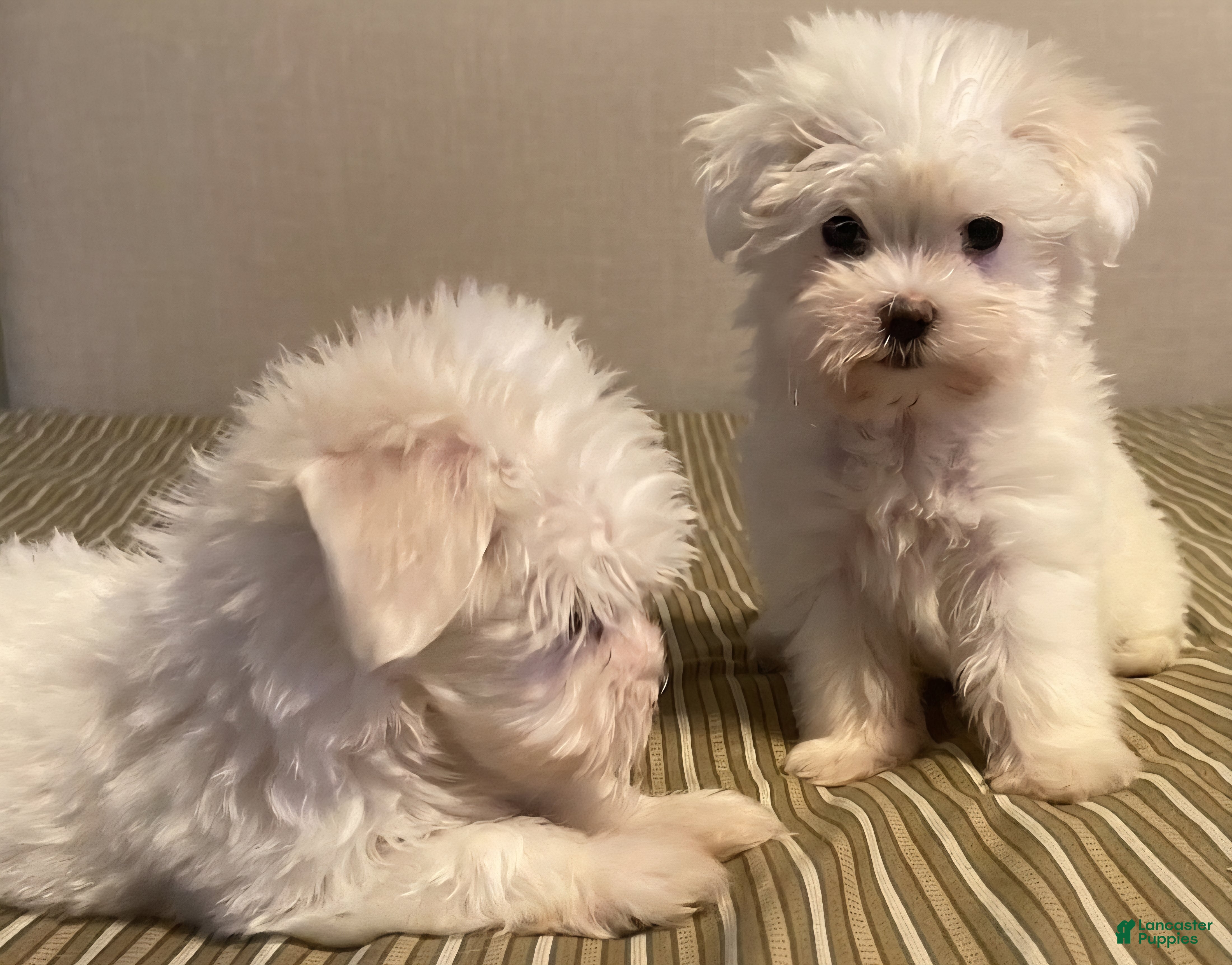 Maltese dogs Maltese 2 - Ad 40