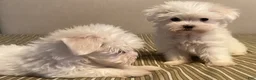 Maltese dogs for sale: Maltese 2 - Ad 1