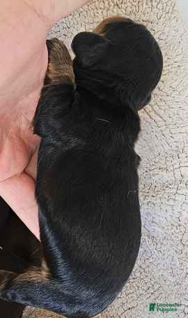 Miniature Dachshund dogs Lil-Lite Long haired - Ad 8