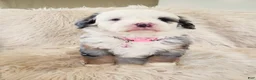 Mini Bernedoodle dogs for sale: MAYBELLE - Ad 4