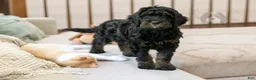 Bernedoodle dogs for sale: Acadia - Ad 32