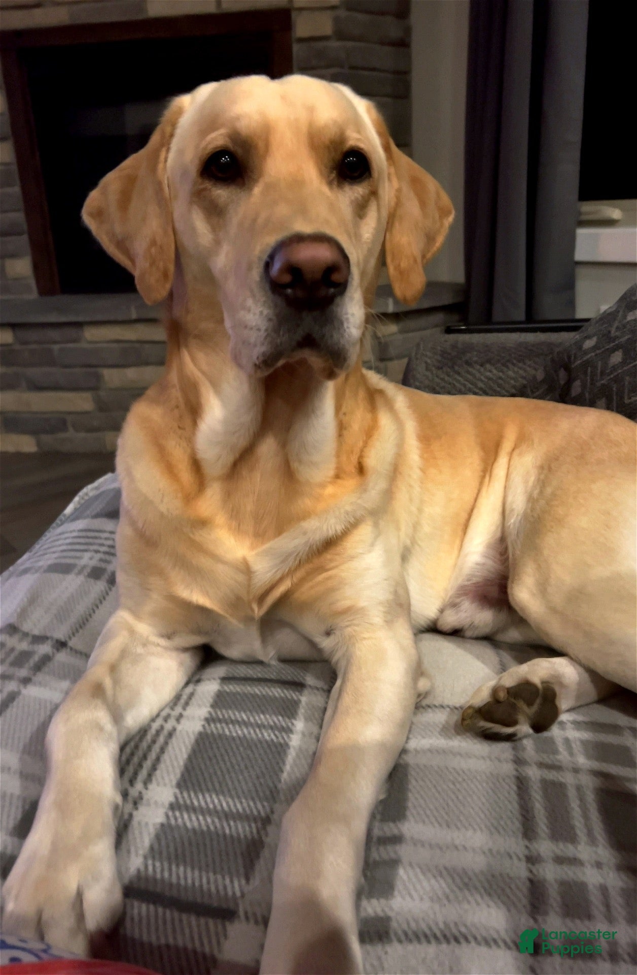 Labrador Retriever dogs Reed (6y stud) - Ad 1