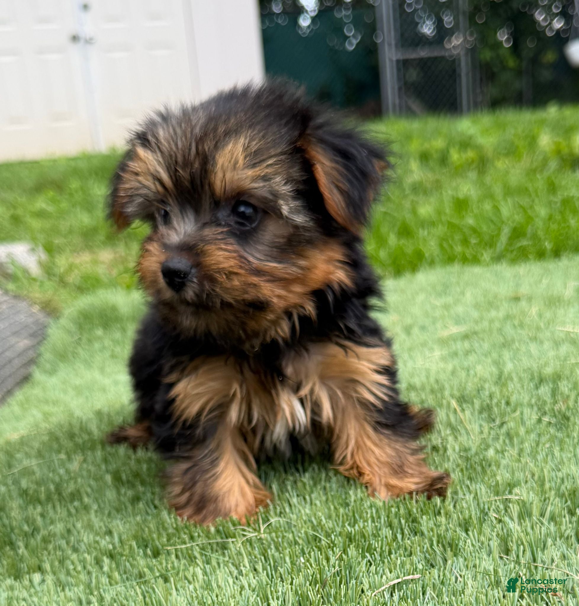 Yorkshire Terrier dogs Yorkshire Terrier Luna - Ad 2