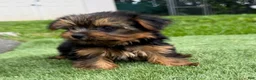 Yorkshire Terrier dogs for sale: Yorkshire Terrier Luna - Ad 2