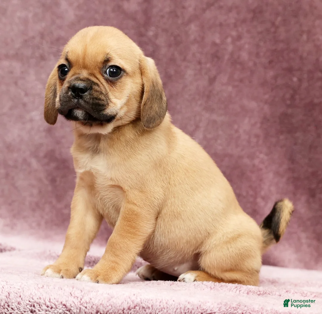 Puggle dogs for sale: Penny - Ad 6