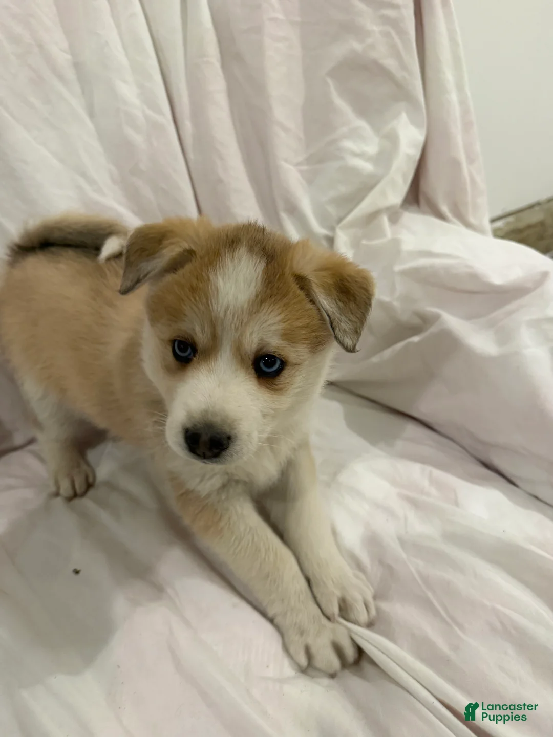 Pomsky dogs for sale: Snow - Ad 2